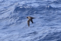 Procellaria