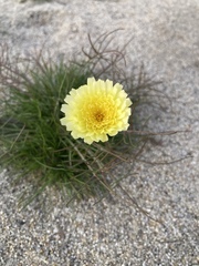 Malacothrix californica