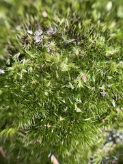 Campylopus flexuosus