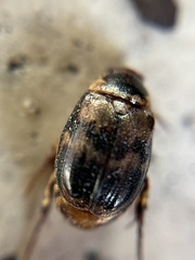 Exomala orientalis