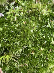 Campylopus flexuosus