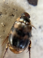 Exomala orientalis
