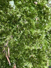 Campylopus flexuosus