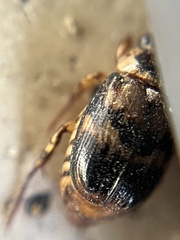 Exomala orientalis