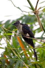 Clamator levaillantii