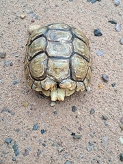 Chelonoidis chilensis