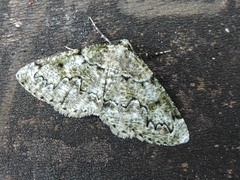 Cleorodes lichenaria