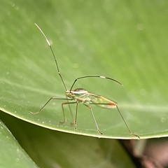 Stenocoris