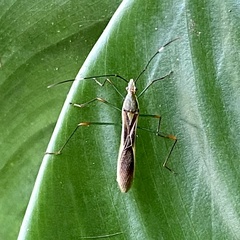 Stenocoris