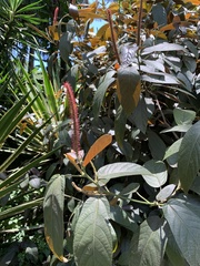 Acalypha