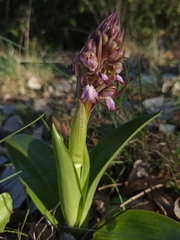 Himantoglossum robertianum