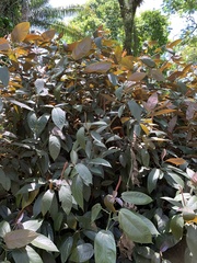 Acalypha