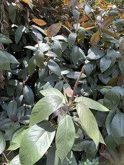 Acalypha