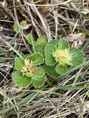 Teucrium pyrenaicum