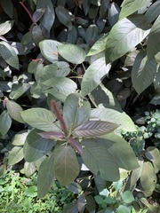 Acalypha