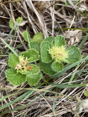 Teucrium pyrenaicum