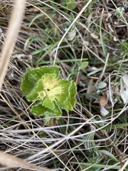 Teucrium pyrenaicum
