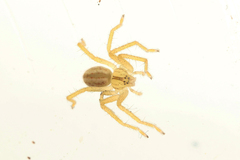 Micrommata virescens