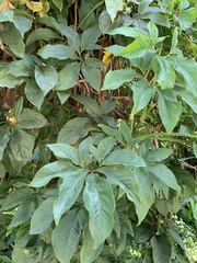 Syngonium angustatum