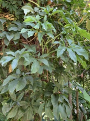 Syngonium angustatum