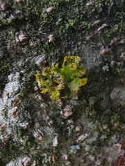 Teloschistes hypoglaucus