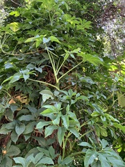 Syngonium angustatum