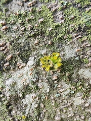 Teloschistes hypoglaucus