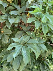 Syngonium angustatum