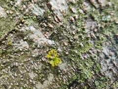 Teloschistes hypoglaucus