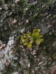 Teloschistes hypoglaucus