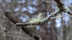 Usnea