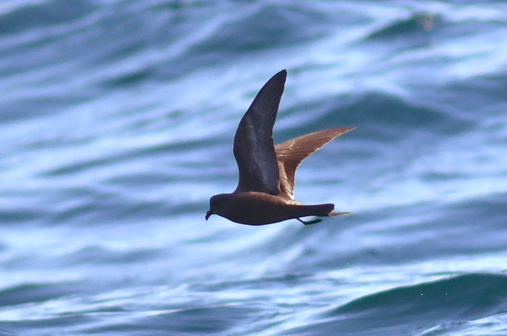Ashy Storm-Petrel photo