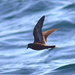 Ashy Storm-Petrel - Photo (c) Christian Schwarz, some rights reserved (CC BY-NC), uploaded by Christian Schwarz