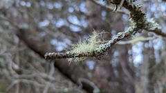 Usnea