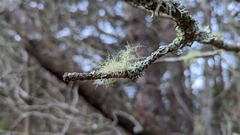 Usnea