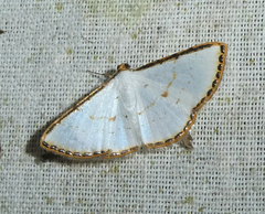 Leuciris fimbriaria