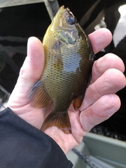 Lepomis punctatus