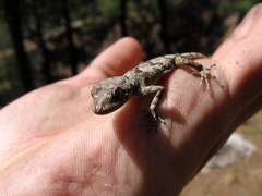 Mediodactylus danilewskii