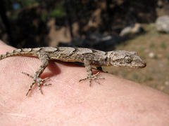 Mediodactylus danilewskii