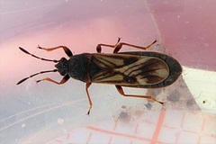 Ischnodemus sabuleti