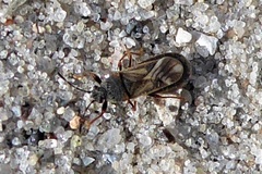 Ischnodemus sabuleti