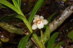 Maxillaria spilotantha