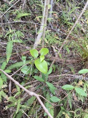 Olea capensis capensis