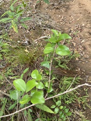 Olea capensis capensis