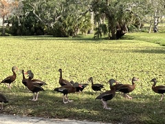 Dendrocygna autumnalis