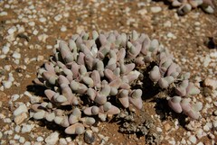 Gibbaeum pubescens