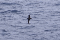 Procellaria