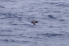 Procellaria