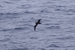 Procellaria