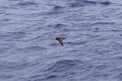 Procellaria